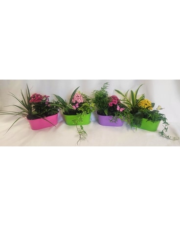 Splash of Spring Dish Garden Dish Garden Plant