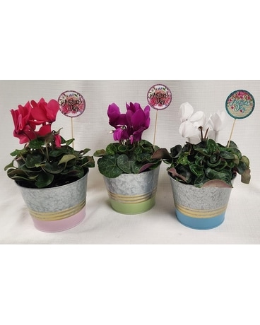 Cyclamen Plant in Metal Pot with Spring Color Plant