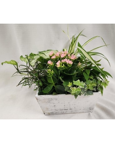 Country Charm Dish Garden Dish Garden Plant