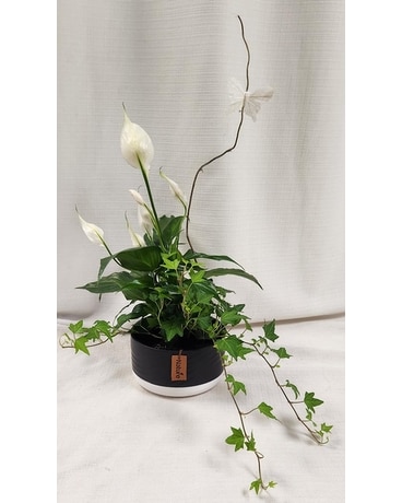 Peaceful Nature Dish Garden Dish Garden Plant
