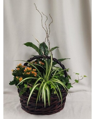 Day Dream Dish Garden Dish Garden Plant