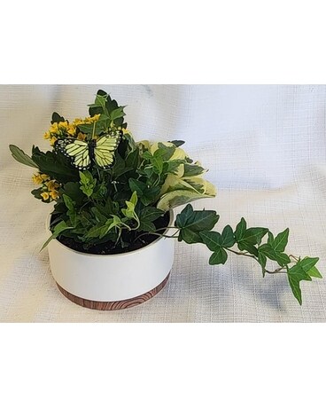 My Dish Garden Dish Garden Plant
