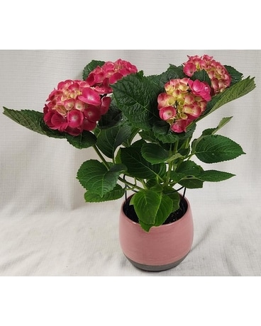 Potted Hydrangea - Pink in Belleville ON - Barber's Flowers Ltd