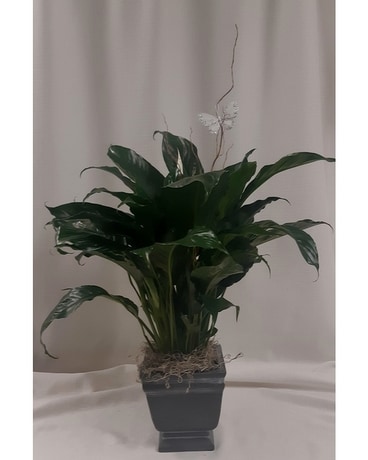 Modern Heritage Spathiphyllum Plant