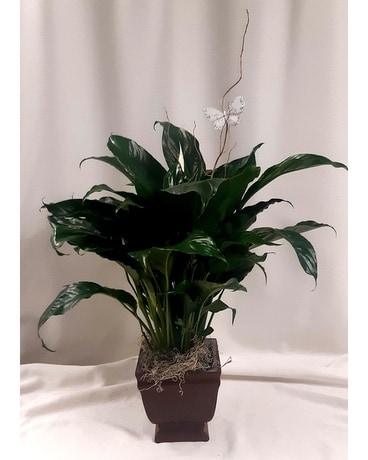 Noble Heritage Spathiphyllum Plant