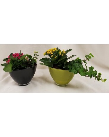 Kalanchoes In Spring Dish Garden Dish Garden Plant