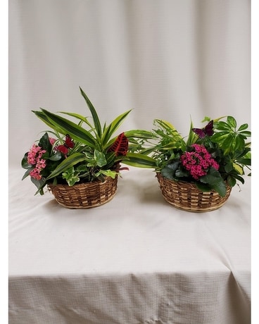Spring Medley Dish Garden Plant