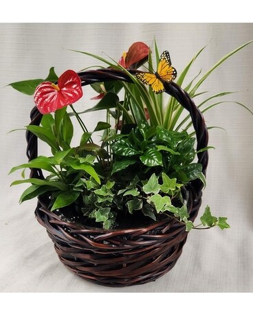 Butterflies In Nature Dish Garden Dish Garden Plant