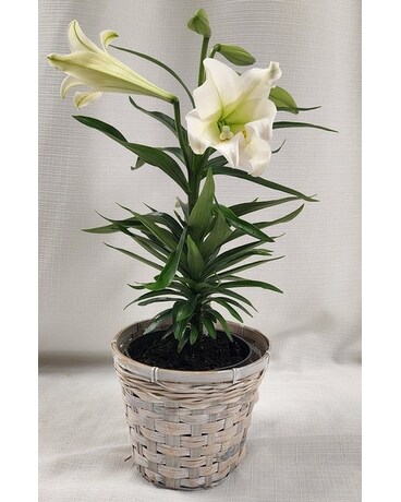 Easter Lily - Single 6