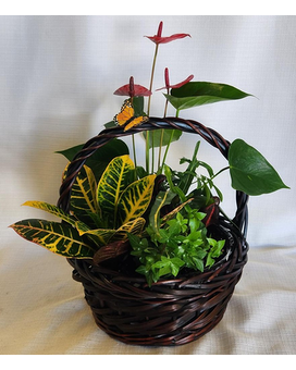 Butterflies In Nature Dish Garden Dish Garden Plant