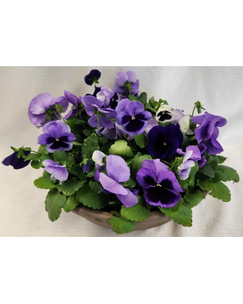 Standard size, 10 inches height and 12 inches wide.
