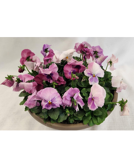 Pansy Bowl - Pinks Plant