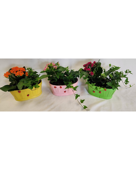 Standard size, 9 inches height and 13 inches wide.