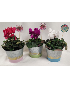 Cyclamen Plant in Metal Pot with Spring Color Plant