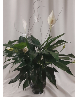 Peaceful Spathiphyllum Plant