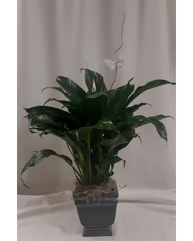 Standard size, 34 inches height and 24 inches wide.