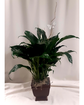 Noble Heritage Spathiphyllum Plant