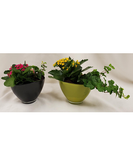 Standard size, 9 inches height and 12 inches wide.