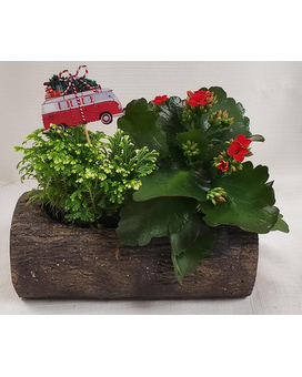 Christmas Vacation Dish Garden Dish Garden Plant