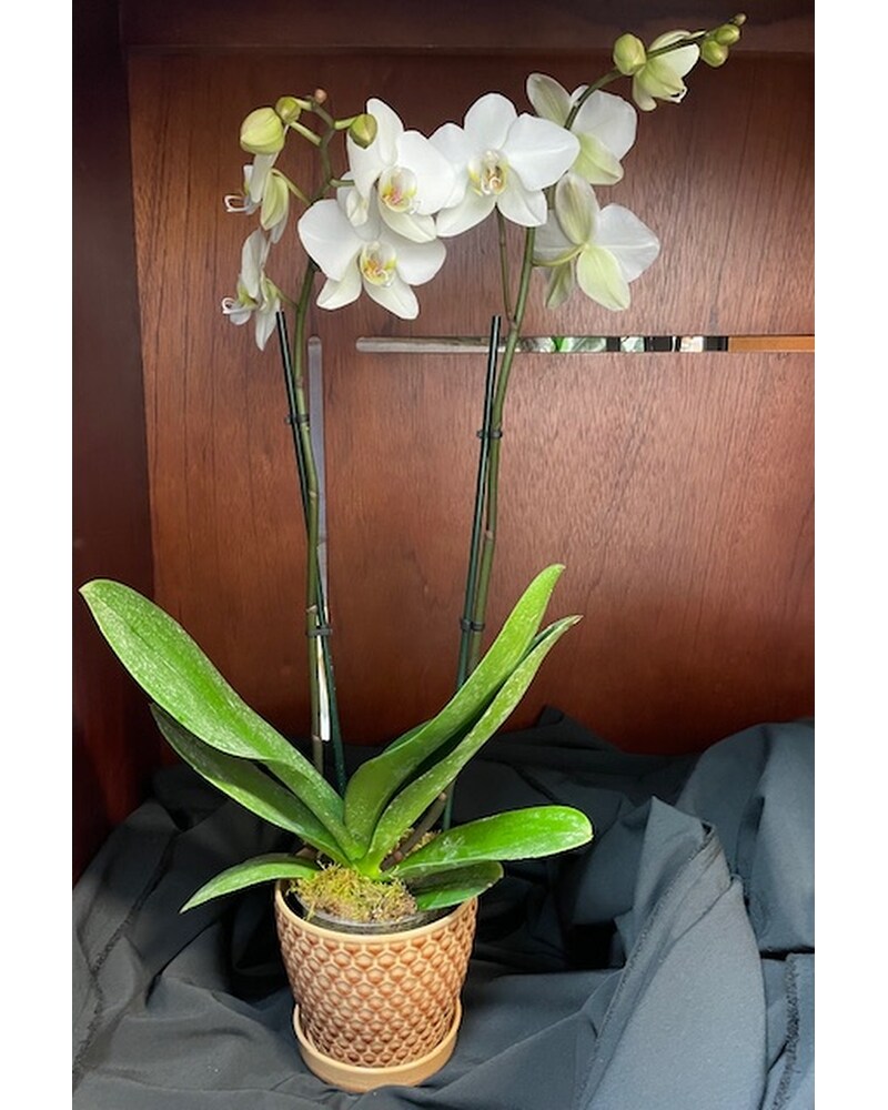 Sympathy Plants in Metairie, LA | Villere's Florist