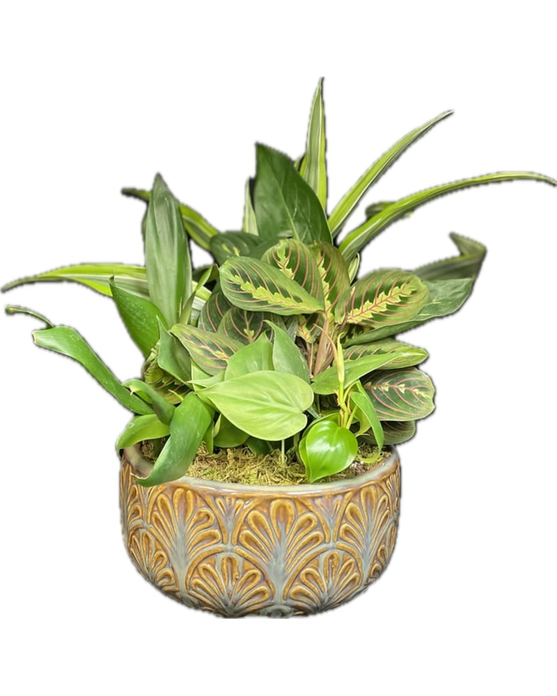 Sympathy Plants in Metairie, LA | Villere's Florist