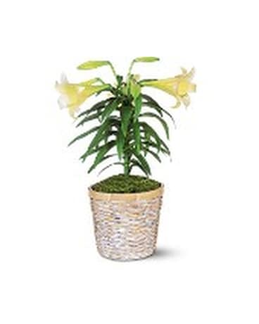 Easter Lily Plant Flower Arrangement