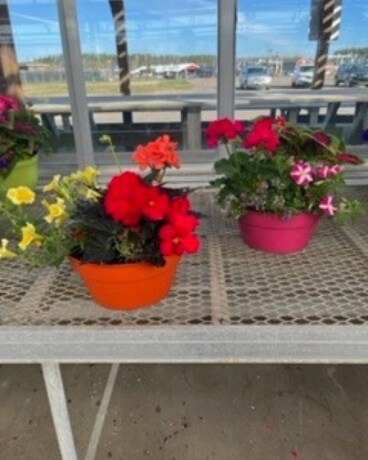 Potted Plants Flower Arrangement