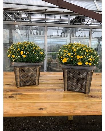 2 Mums Flower Arrangement