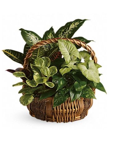 Emerald Garden Basket Flower Arrangement