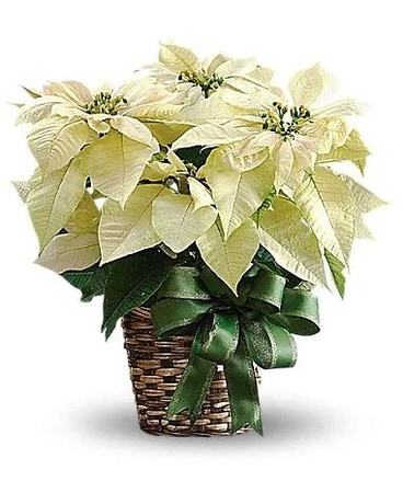 White Poinsettia Flower Arrangement