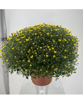 Hardy Mum Flower Arrangement