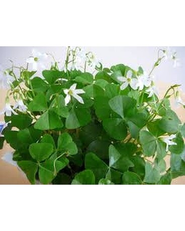Shamrock plant Flower Arrangement