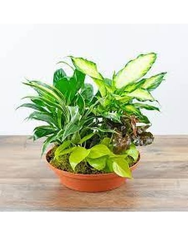 Terracotta Planter Flower Arrangement