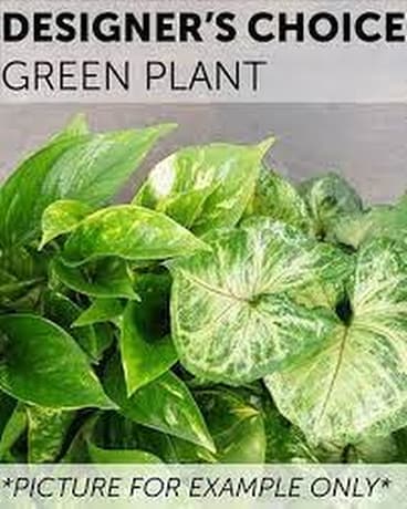 Designer's Choice Green Plant Flower Arrangement