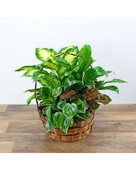 Wicker Basket Planters Flower Arrangement