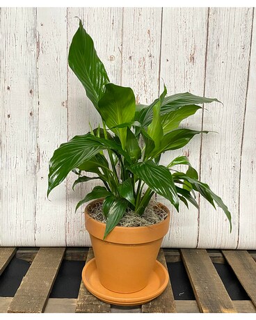 Spathiphyllum Peace Lily Plant