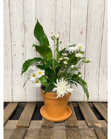 Spath w/ Fresh Stems Plant