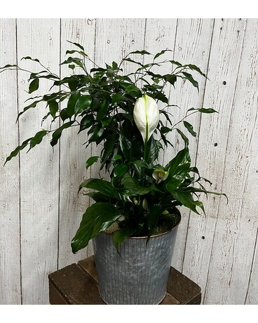 Ficus Planter Garden Plant
