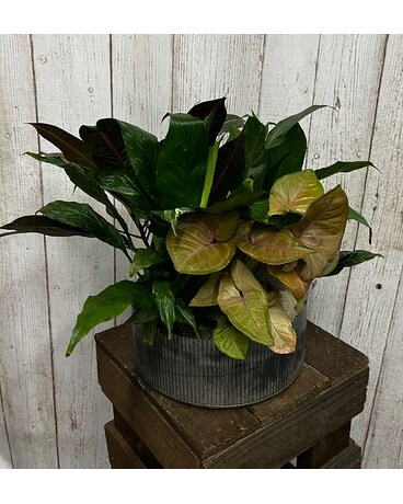 Planter Garden in Tin Plant