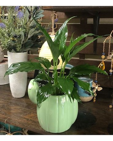 Showroom Item Gifts