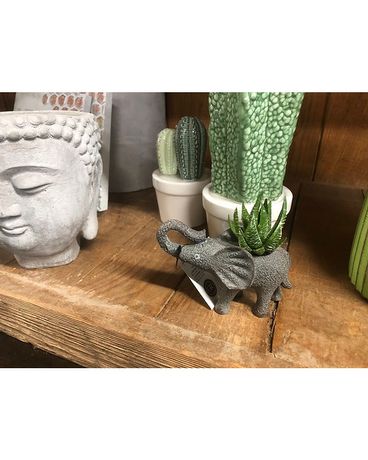 Baby Elephant w/ Succulent Gifts