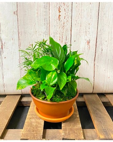 Small Planter Garden Dish Garden Plant