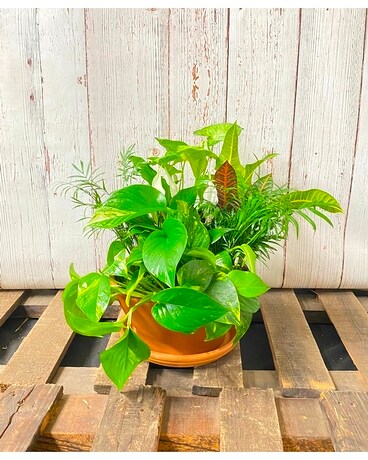 Large Planter Garden Dish Garden Plant