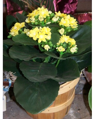SILK KALANCHOE PLANT Flower Arrangement
