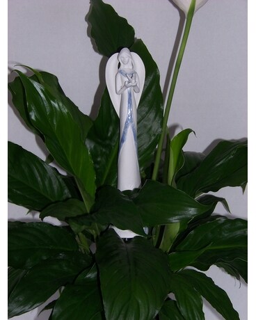 PEACE LILY ANGEL Flower Arrangement