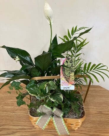 Peaceful Garden Small Flower Arrangement