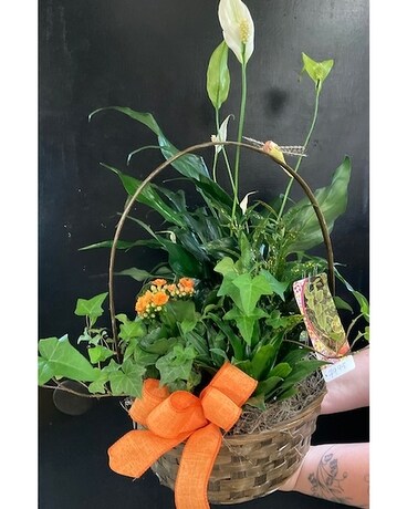 Indoor Mixed Garden Plant