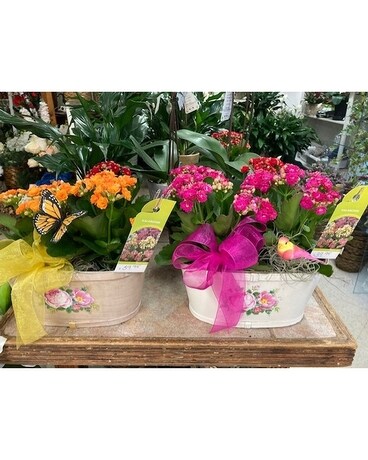 Double 4 inch Calandiva Plants Flower Arrangement
