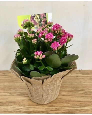 Calandiva Plant