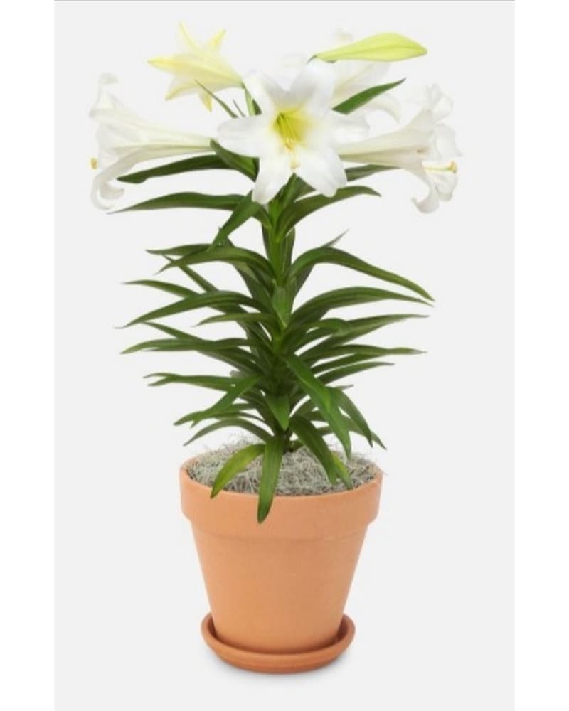 Easter Lily in Glenview IL - Glenview Florist